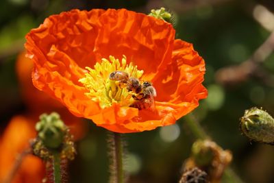 Close-up of bee pollinating on flower