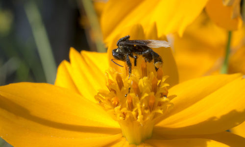 Close-up of insect pollinating on yellow flower