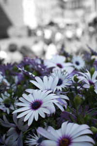 Close-up of purple flowers blooming