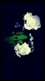 Close-up of white flowers