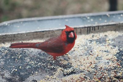 Close-up of red duck