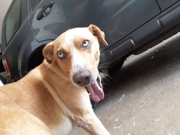 Close-up portrait of dog in car