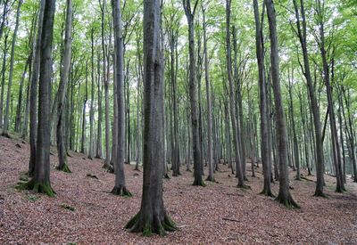 Trees on field in forest