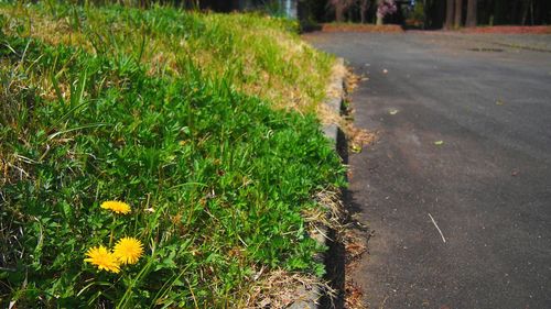 Plants growing on grassy field