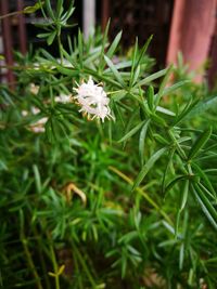 Close-up of flowers blooming outdoors