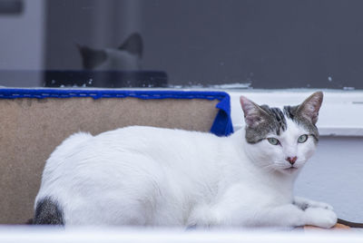 Close-up of a cat resting