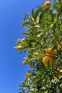 Looking up from under the citrus trees, the contrast with the cloudless blue sky was impressive.