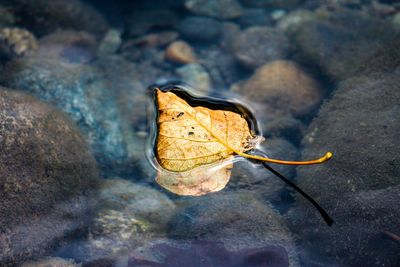 Close-up of dried leaf on rock