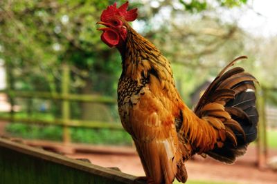 Close-up of rooster