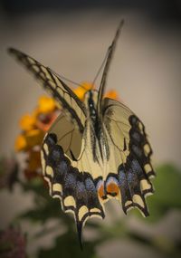 Close-up of butterfly on flower