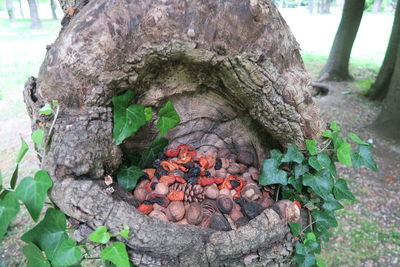 Close-up of lizard on tree trunk