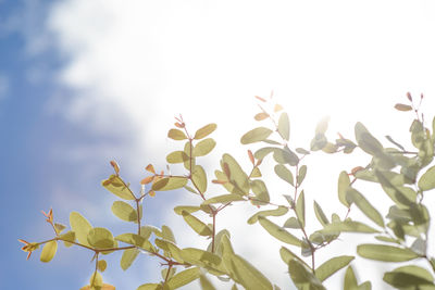 Low angle view of plants against sky