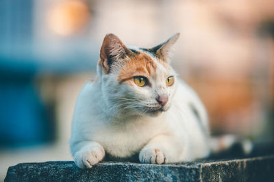 Close-up of a cat looking away