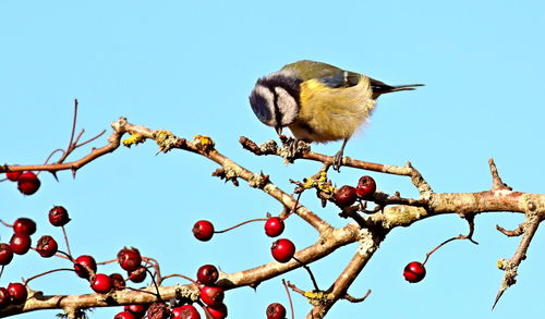 Low angle view of bird perching on tree against sky