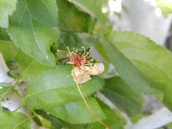 Close-up of insect on plant