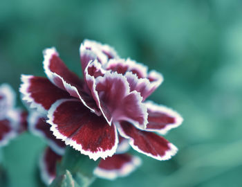 Close-up of pink flower