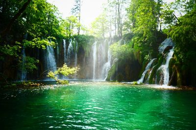 Scenic view of waterfall in forest