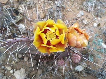 Close-up of flowers