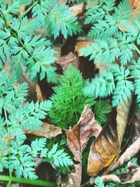 Full frame shot of plants