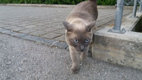 Portrait of cat on footpath by street