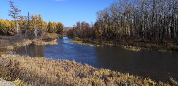 Scenic view of lake in forest against clear sky