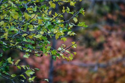 Close-up of plant growing on tree