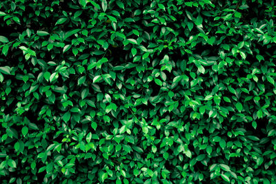 Full frame shot of ivy growing on field