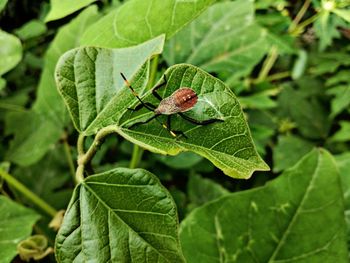 Close-up of insect on leaves