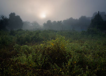 Scenic view of forest against sky during foggy weather