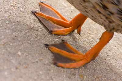 Close-up of orange crab on land