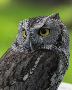 Close-up portrait of owl