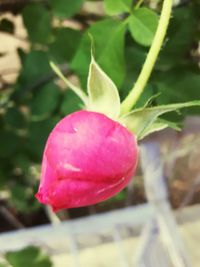 Close-up of pink flowers