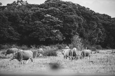 Horses grazing in a field