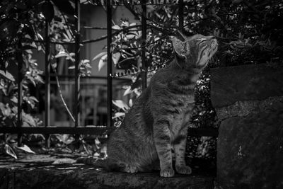 Cat sitting by plants