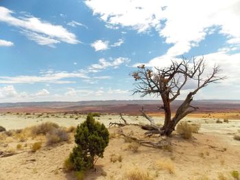 Tree on sand dune in desert