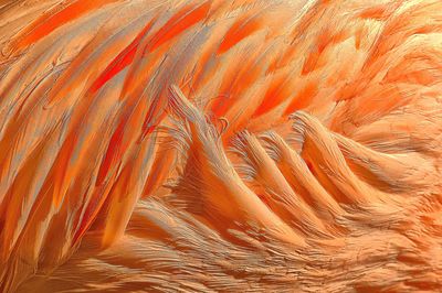 Full frame shot of peacock