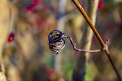 Close-up of a flower