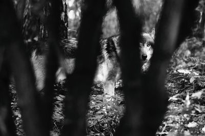 View of dog in forest