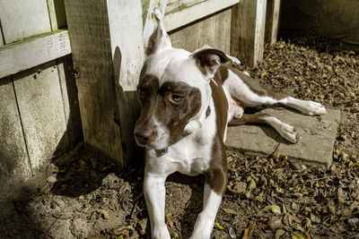 High angle portrait of dog standing outdoors