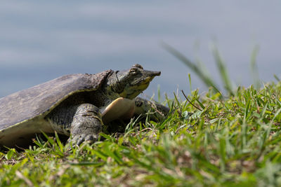 Close-up of lizard on land