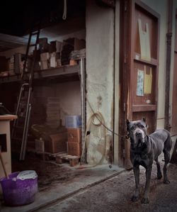 Dog in front of door