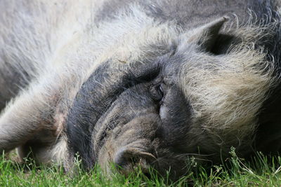 Close-up of a sleeping