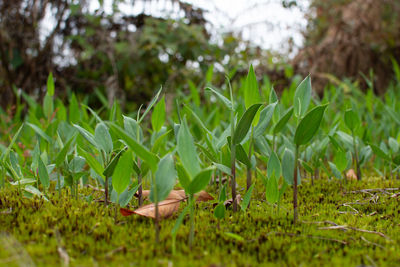 Close-up of grass growing on field