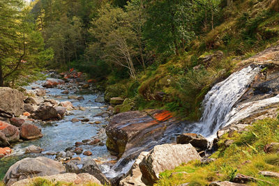 Stream flowing through rocks in forest