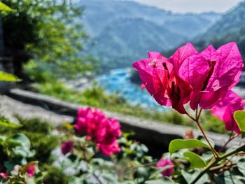 Close-up of pink bougainvillea blooming against sky