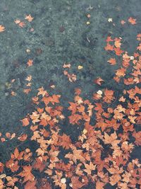 High angle view of maple leaves during autumn