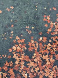 High angle view of maple leaves during autumn