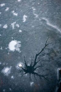 High angle view of dead plant on land