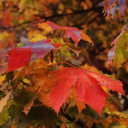 Close-up of red maple leaves