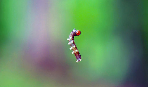 Close-up of insect on leaf